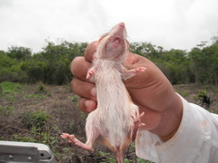 Heteromys gaumeri