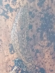 Geomalacus maculosus