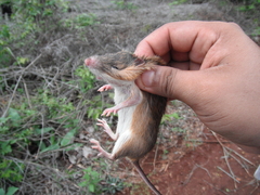 Heteromys gaumeri