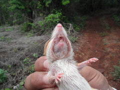 Heteromys gaumeri