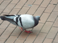 Columba livia domestica