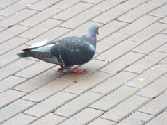 Columba livia domestica