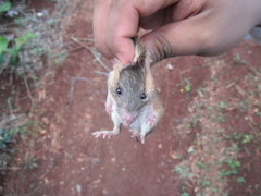 Heteromys gaumeri