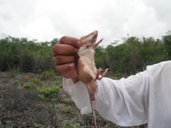 Heteromys gaumeri