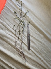 Descurainia nelsonii