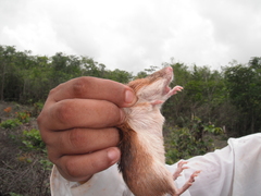 Heteromys gaumeri