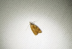 Cenopis diluticostana