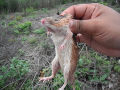 Heteromys gaumeri
