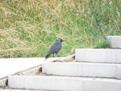 Corvus monedula