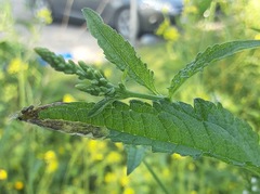 Calycomyza verbenae