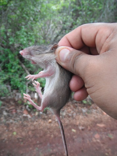 spiny pocket mouse spiny pocket mouse