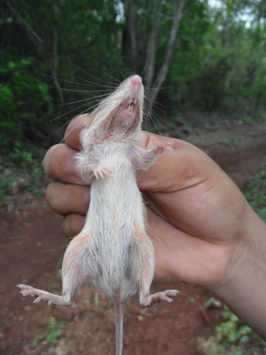 Gaumer's Spiny Pocket Mouse