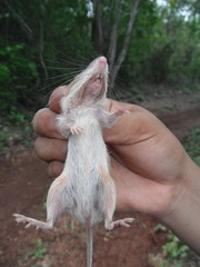 Heteromys gaumeri