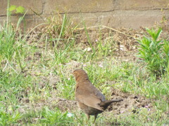 Turdus merula