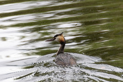 Podiceps cristatus