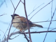Passer domesticus