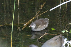 Gallinula chloropus