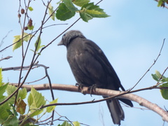 Corvus monedula