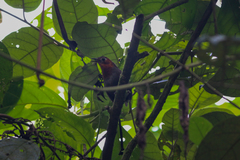 Cyphorhinus phaeocephalus