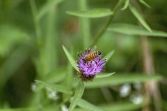 Apis mellifera