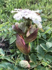 Angelica genuflexa