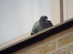 Columba livia domestica