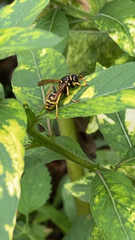 Polistes dominula