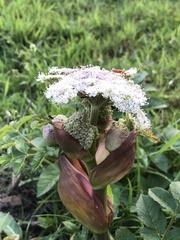 Angelica genuflexa