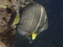 Acanthurus guttatus