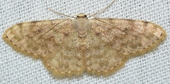 Scopula asellaria