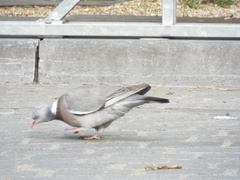 Columba palumbus