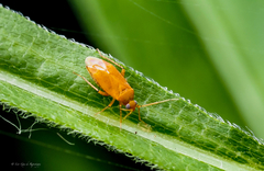 Parapsallus vitellinus