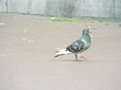 Columba livia domestica
