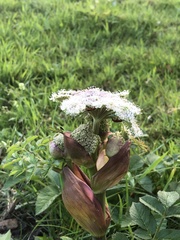 Angelica genuflexa