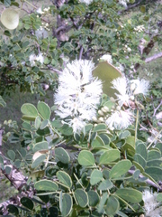 Senegalia gourmaensis