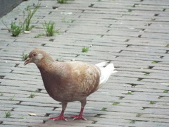 Columba livia domestica
