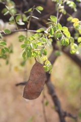 Senegalia gourmaensis