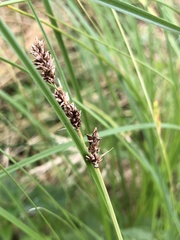Carex appropinquata