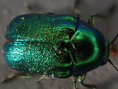 Cryptocephalus aureolus