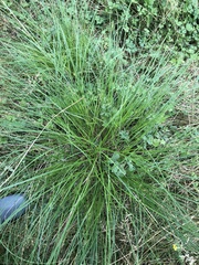 Carex appropinquata