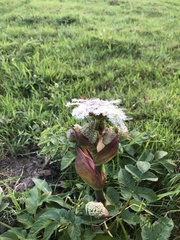 Angelica genuflexa