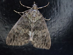 Hydriomena impluviata