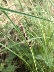 Carex appropinquata