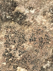 Hymenelia heteromorpha