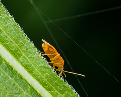 Parapsallus vitellinus