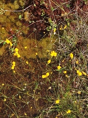 Utricularia cornuta