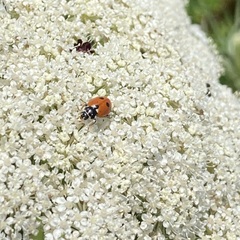 Hippodamia variegata