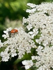 Hippodamia variegata