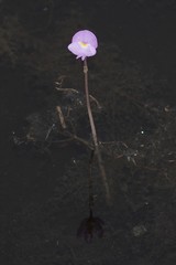 Utricularia purpurea image