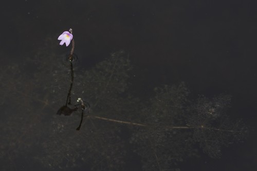Utricularia image